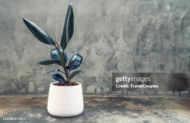 ficus elastic plant rubber tree in white ceramic flower pots. ficus elastic plant rubber tree on gray background. - fig tree fotografías e imágenes de stock