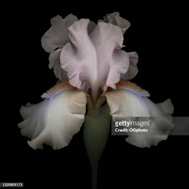 íris rosa isolada no fundo preto - cabeça da flor - fotografias e filmes do acervo