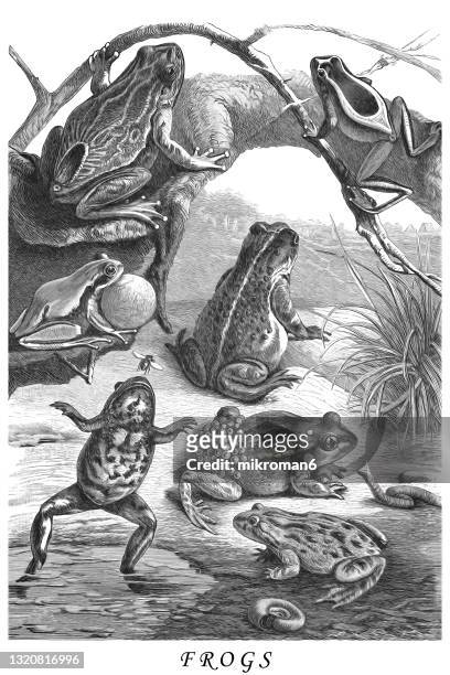 old engraved illustration of frogs - calamita fotografías e imágenes de stock