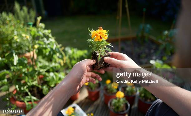 hands gardening potted flowers point of view - green fingers - fotografias e filmes do acervo