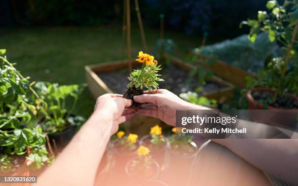 hands gardening potted flowers point of view - egoperspektive stock-fotos und bilder