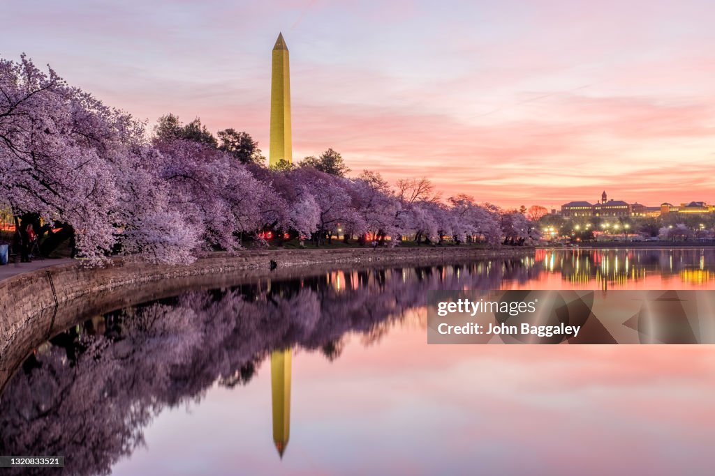 Pink Skies and Full Bloom
