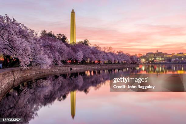 pink skies and full bloom - national mall washington dc stock pictures, royalty-free photos & images