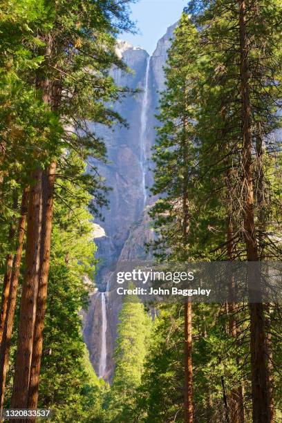 falls between the trees - yosemite stock-fotos und bilder