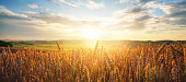 Field of ripe golden wheat in rays of sunlight at sunset against background of sky with clouds.
