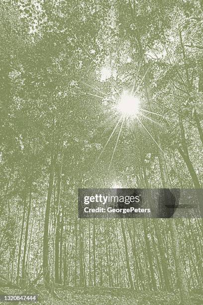 forest footpath with autumn leaves - carpinus orientalis stock illustrations