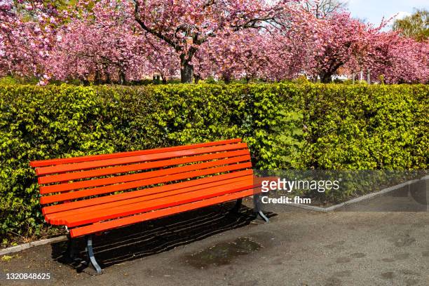 public park with abbnench and cherry blossom - parkbänk bildbanksfoton och bilder