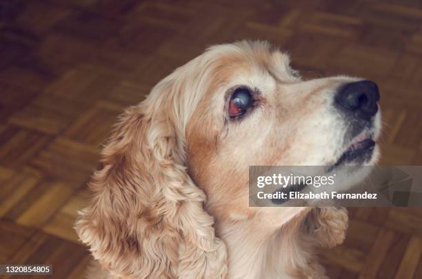 blind senior dog, portrait - old golden retriever stock pictures, royalty-free photos & images
