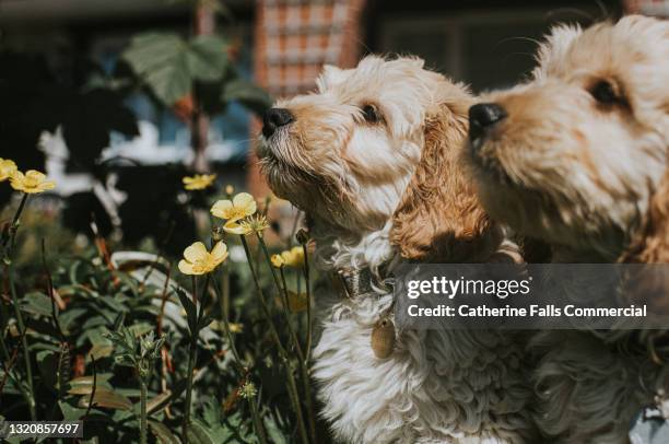 two sandy coloured cockapoo puppies sit among buttercups - breeder ストックフォトと画像