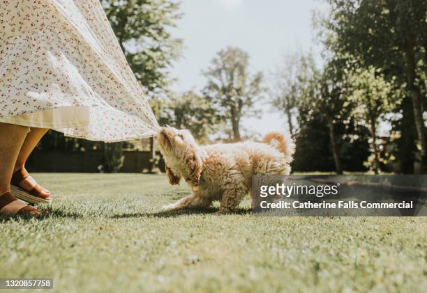 mischievous young sandy coloured cockapoo puppy playfully tugs on his owners skirt - pet owner photos et images de collection