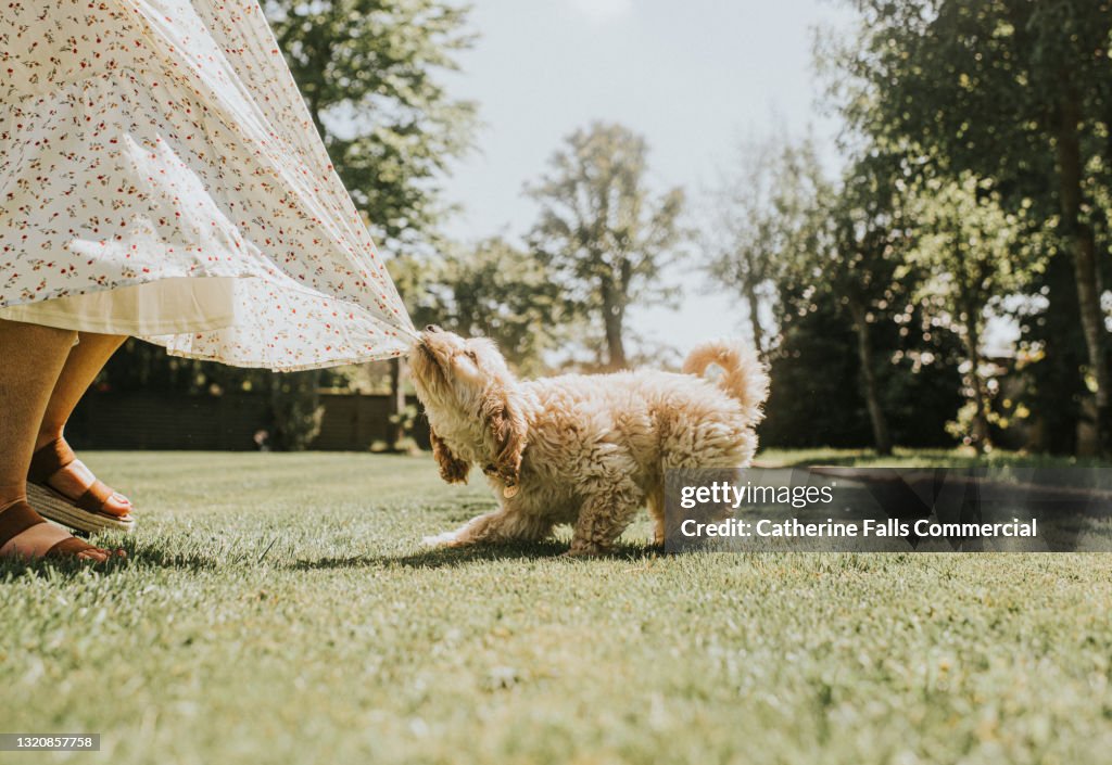 Mischievous Young Sandy Coloured Cockapoo Puppy playfully tugs on his owners skirt