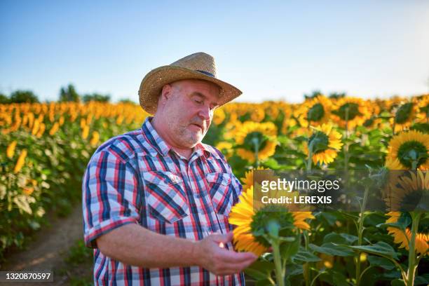 a senior farmer researching a sunflower crop in a field - same action stock-fotos und bilder