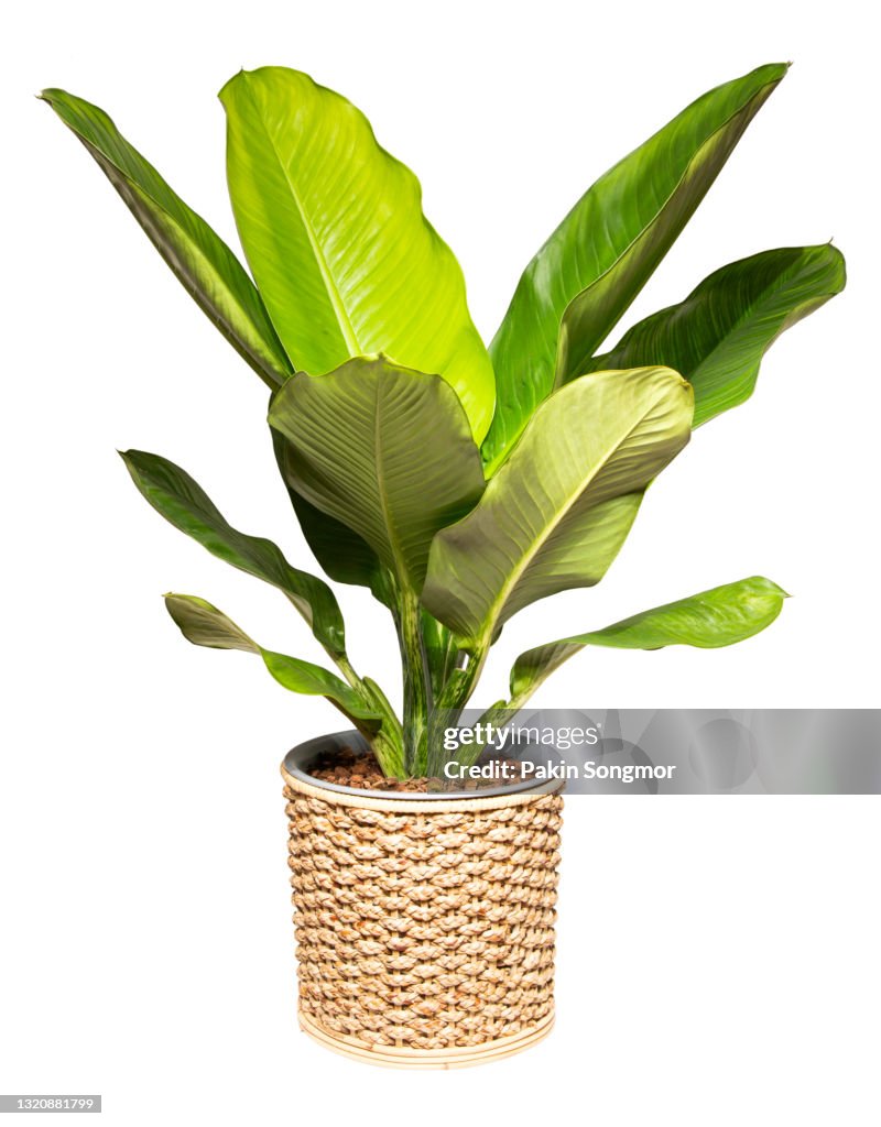Dieffenbachia (ARACEAE) in wicker basket isolated on white background.