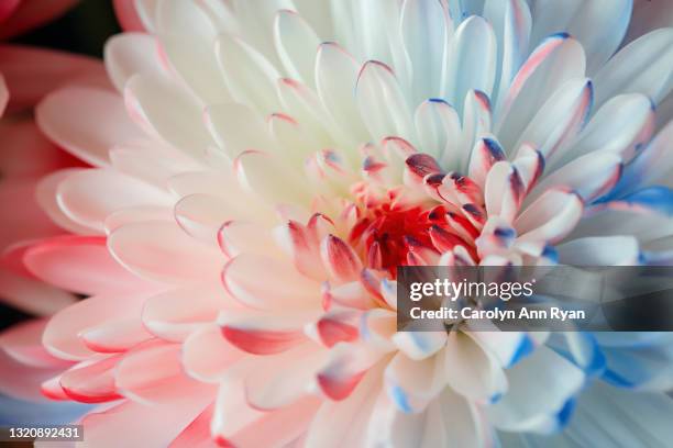 white flower with patriotic red and blue colors - funeral flowers stockfoto's en -beelden