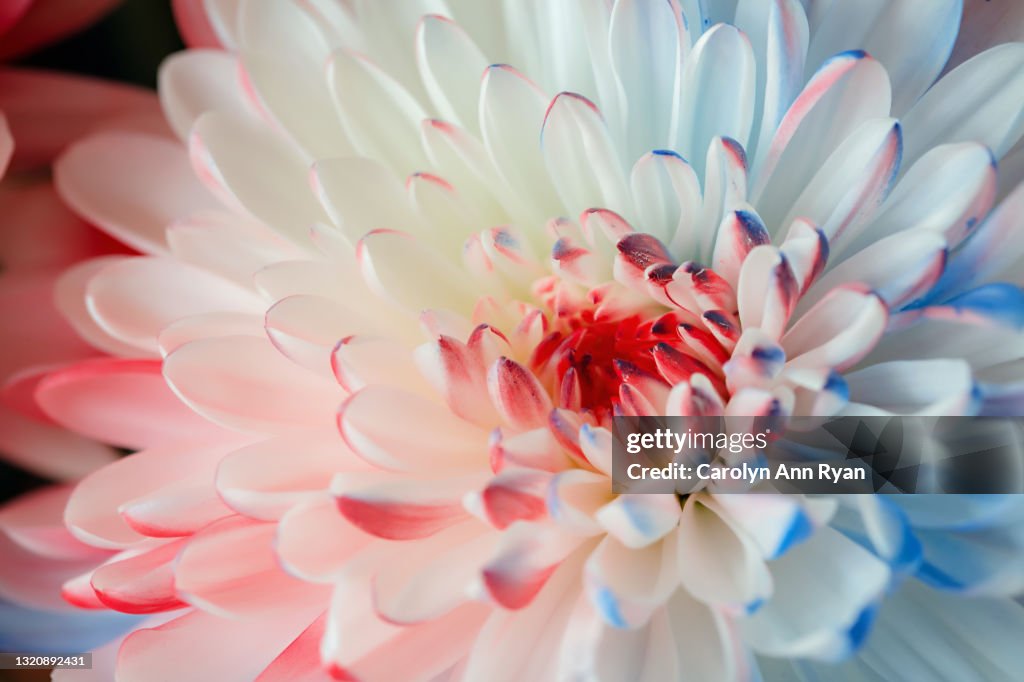 White flower with Patriotic Red and Blue colors
