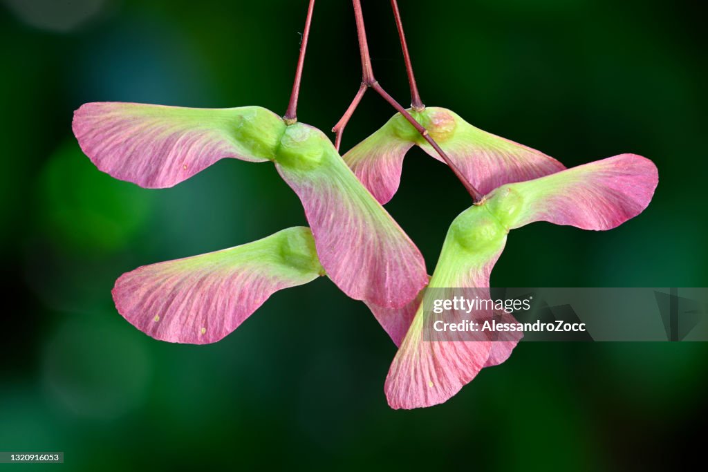 Red and green winged fruits and seeds of maple tree