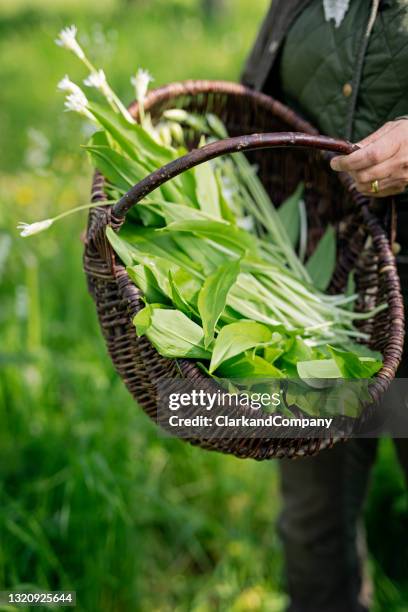 futtersuche für wilden knoblauch. - ramson stock-fotos und bilder