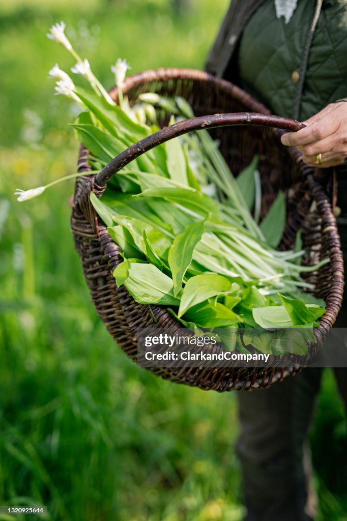 Foraging For Wild Garlic.