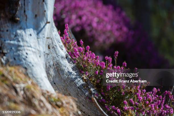 spring heath (erica carnea) - erica flower stock pictures, royalty-free photos & images