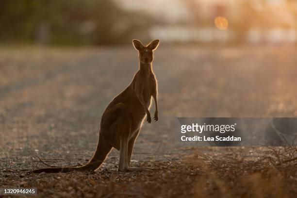 road danger - känguru stock-fotos und bilder
