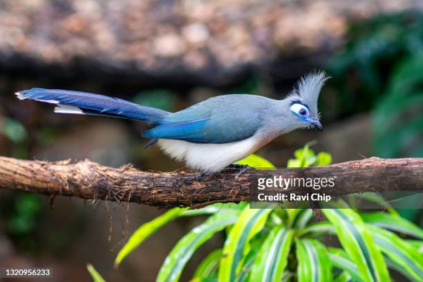 crested coua bird perching on a tree branch - madagascar boa stock pictures, royalty-free photos & images