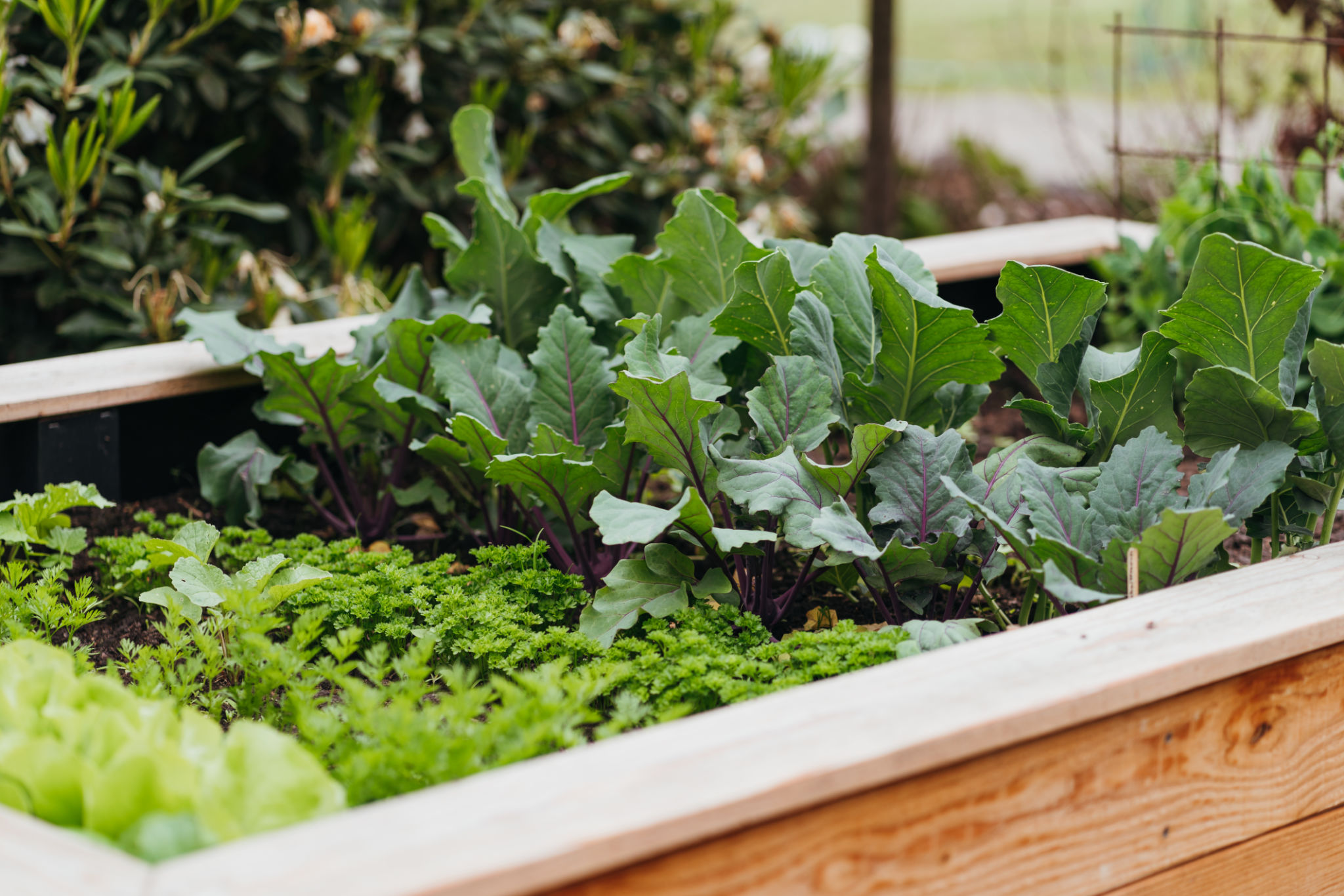 raised bed gardening