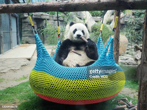 1,111 China Animal Beijing Zoo Photos and Premium High Res Pictures - Getty  Images
