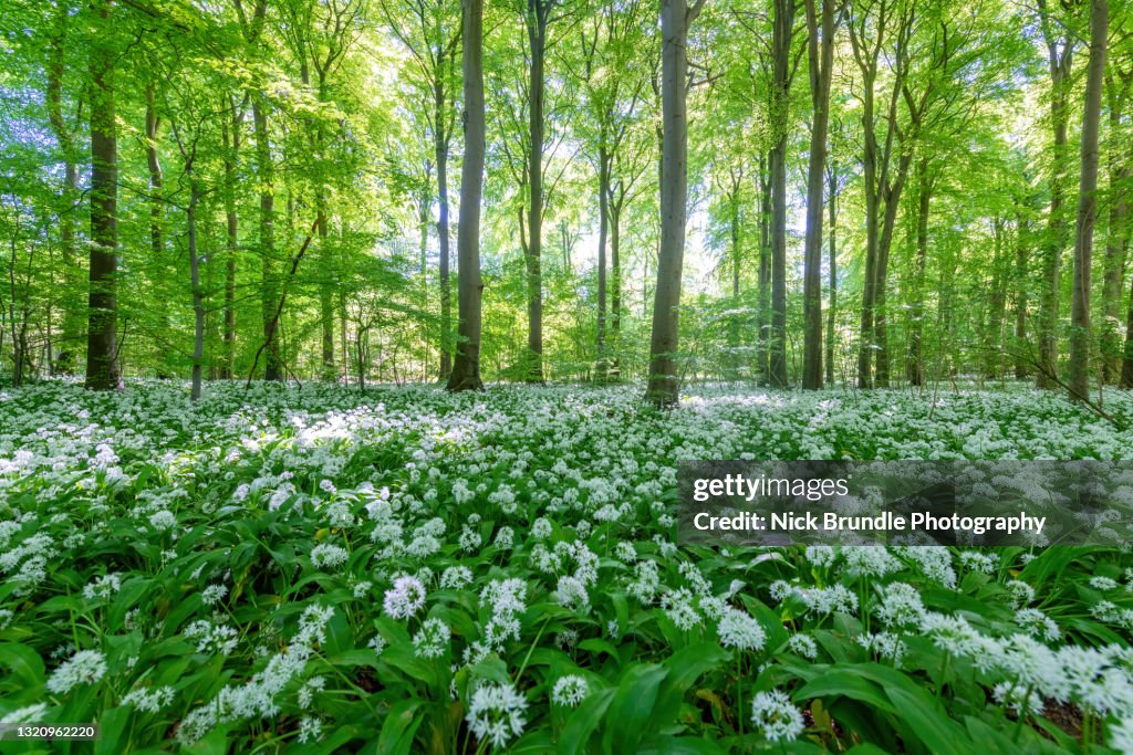 Wild Garlic