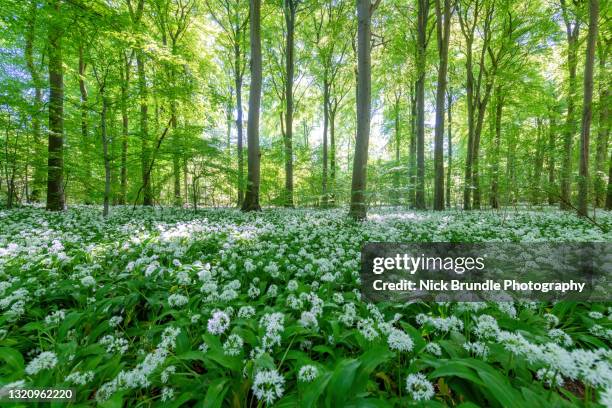 wild garlic - spring denmark stock pictures, royalty-free photos & images