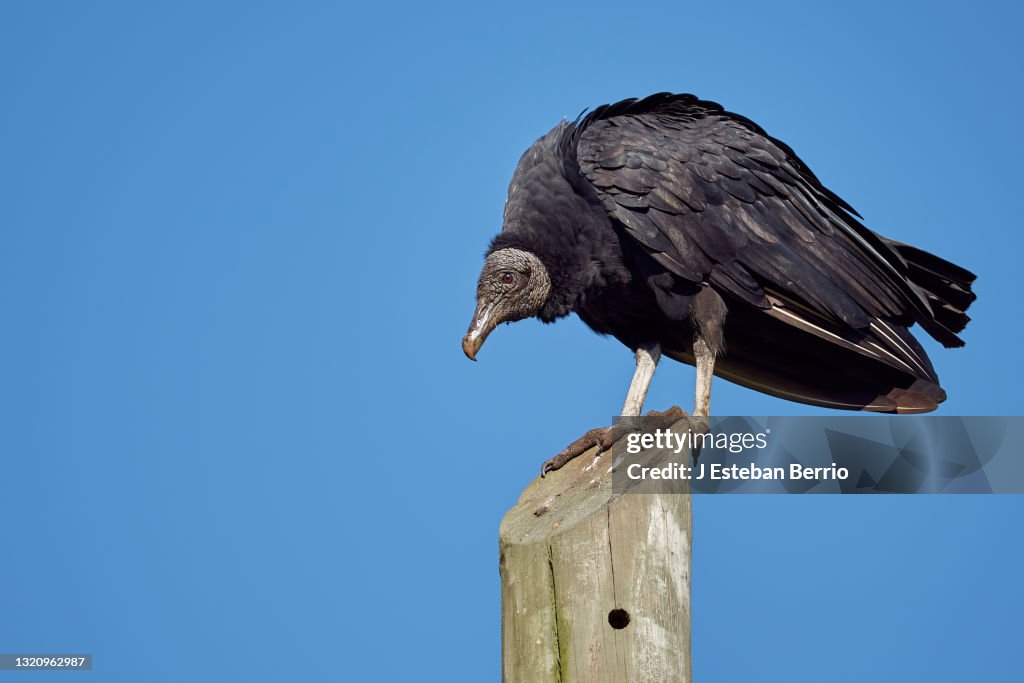 Coragyps atratus - Buitre negro tomando el sol en un poste de energía