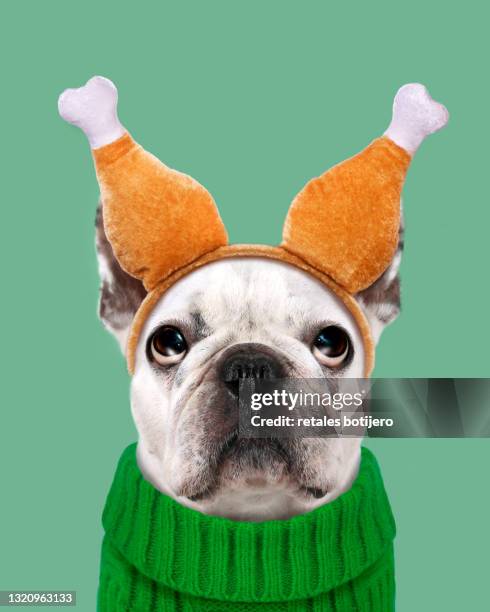 funny dog wearing thanksgiving turkey leg headband - funny rooster stockfoto's en -beelden