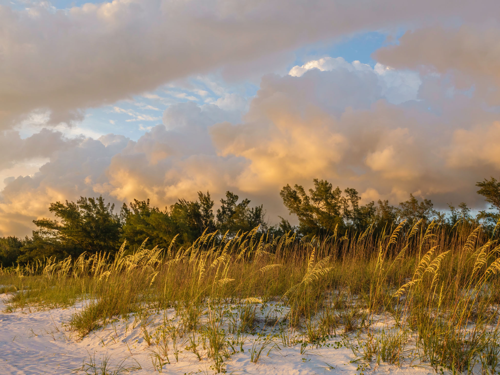 coastal breeze