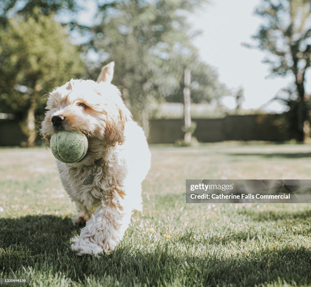 A Sandy Coloured Cockapoo Puppy Fetches A Ball In A Sunny Garden High ...