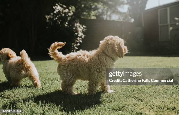 two sandy coloured cockapoo in a sunny garden - breeder stock pictures, royalty-free photos & images