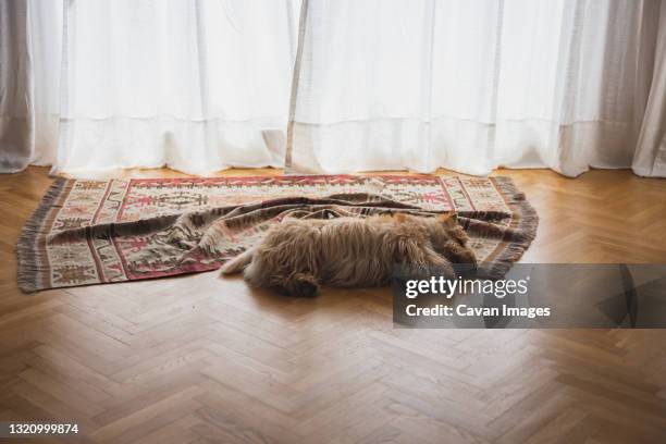 scottish terrier dog sleeping on the floor in a bright room - shaggy fur fotografías e imágenes de stock