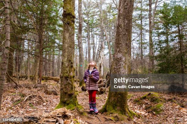 girl holding phone looking up between trees - geocaching stock pictures, royalty-free photos & images