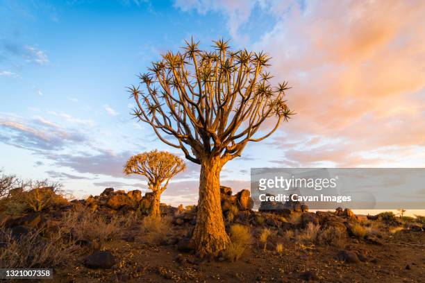 quiver tree in southern namibia - quiver tree stock pictures, royalty-free photos & images