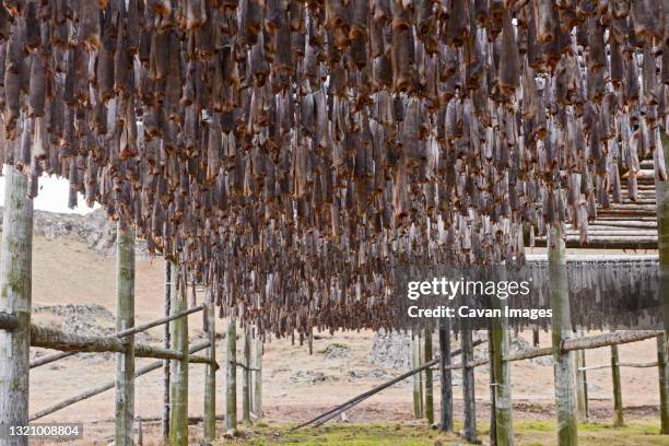 Cod Fish Environmental Environmental Art Photos and Premium High Res Pictures - Getty Images
