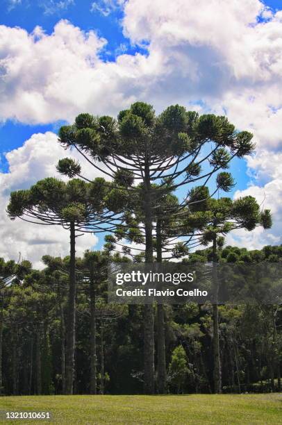 araucaria angustifolia trees - nadelbaum stock-fotos und bilder