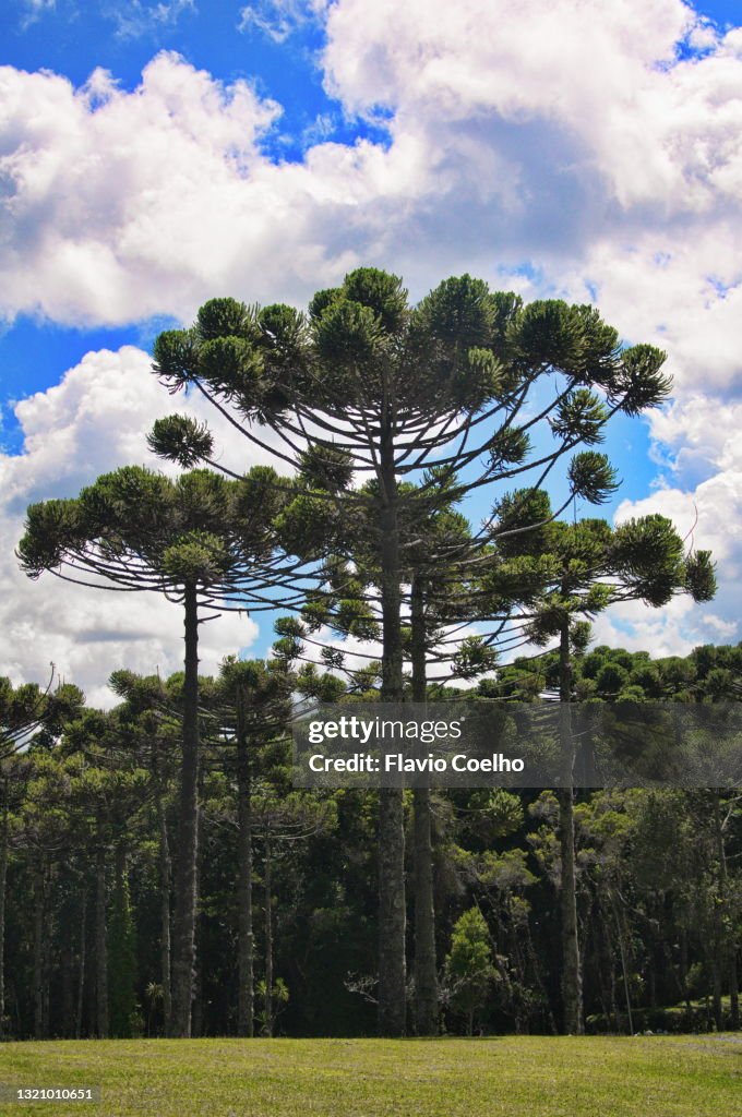 Araucaria angustifolia trees