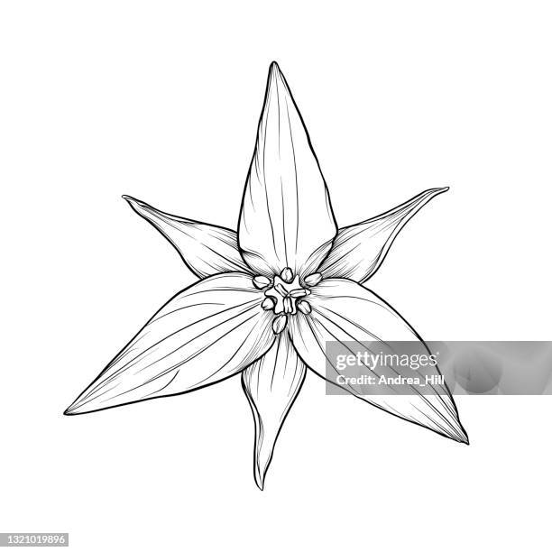 trillium flower ink vector illustration - trillium stock illustrations