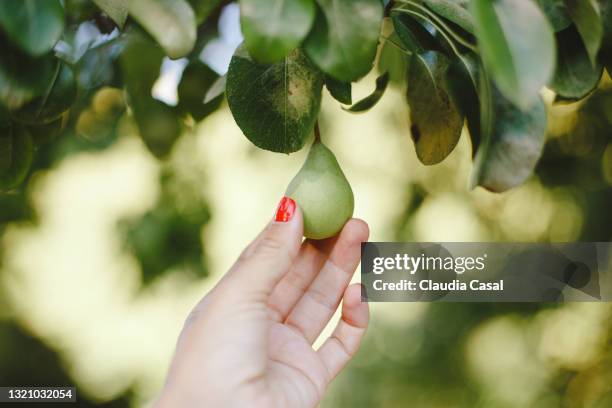 woman holding a small pear on the pear tree - pear tree stock pictures, royalty-free photos & images