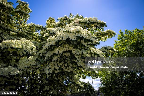 dogwood blossoms - dogwood blossom stockfoto's en -beelden