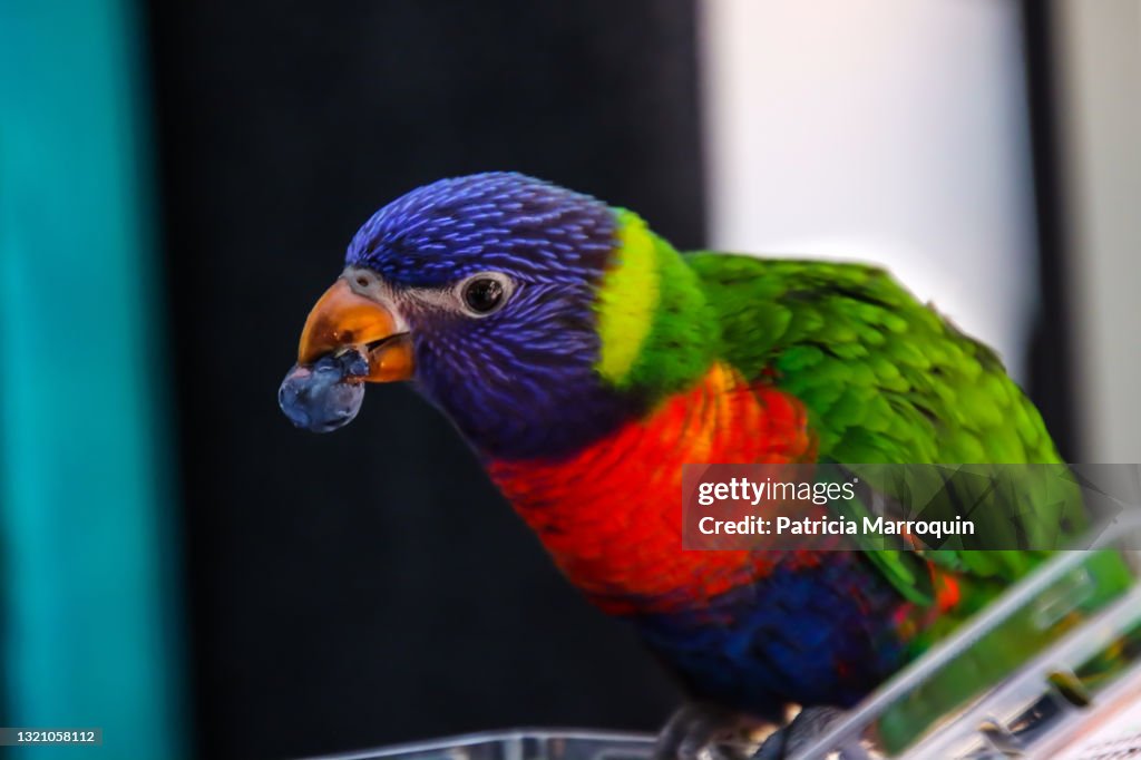 Rainbow lorikeet eating a blueberry
