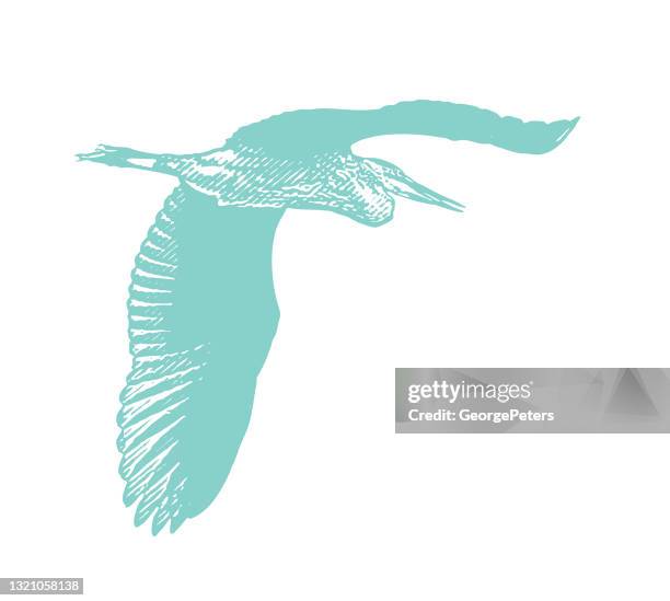 great blue heron flying - great blue heron stock illustrations