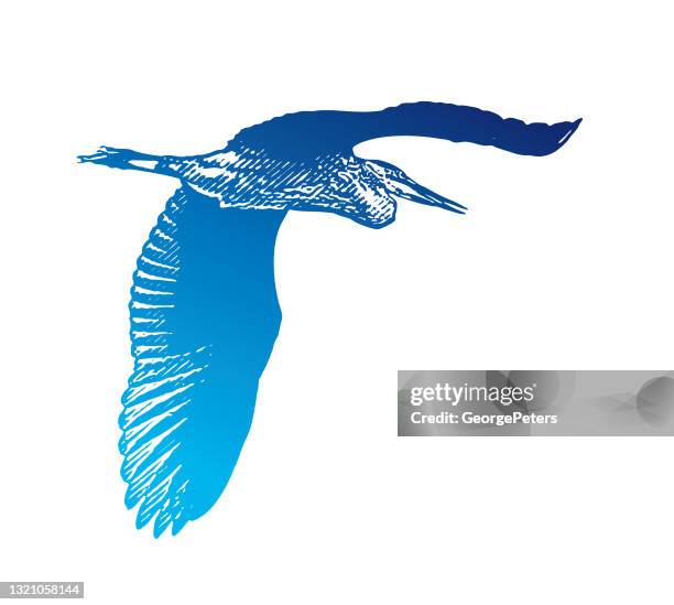 great blue reiher fliegen - kanadareiher stock-grafiken, -clipart, -cartoons und -symbole