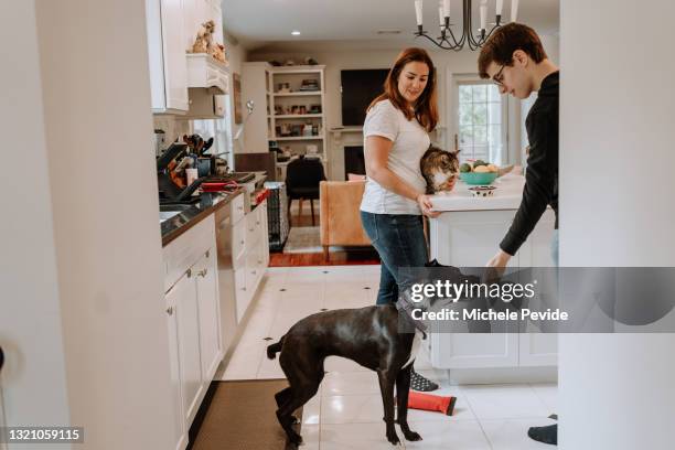 family in the kitchen with their cat and dog - feeding cat stock pictures, royalty-free photos & images