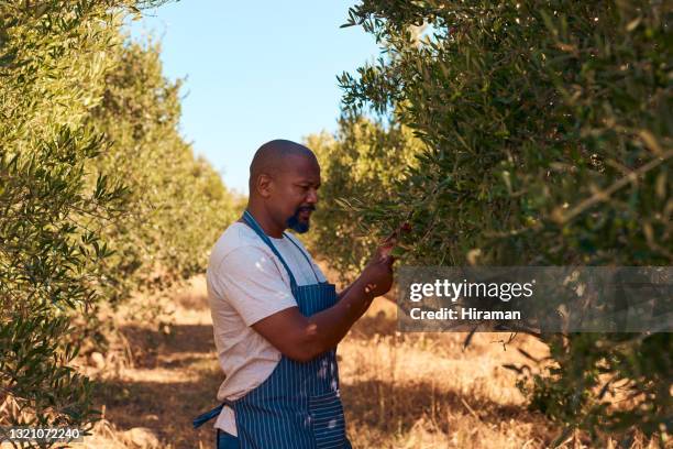 plan d’un beau fermier mature debout dehors seul et regardant ses vignes sur son vignoble pendant la journée - agriculteur local photos et images de collection