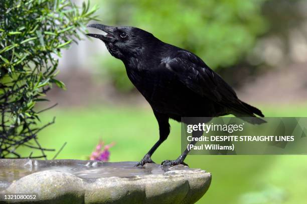 call of the crow - dead crow stock pictures, royalty-free photos & images