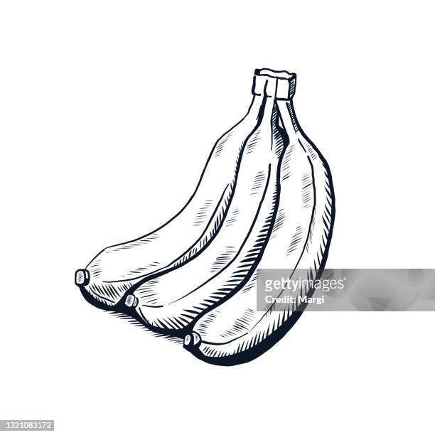 hand drawn retro style banana illustration - banana plant isolated white stock illustrations